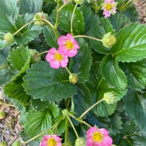 Meet your Posher, Dana